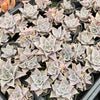 Echeveria Madiba (aka Echeveria Pink Lips)