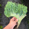 Crested Senecio Vitalis - 'Mermaid's Tail'