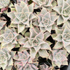 Echeveria Madiba (aka Echeveria Pink Lips)