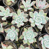 Echeveria Black Barbara