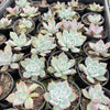 Echeveria Black Barbara