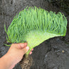 Crested Senecio Vitalis - 'Mermaid's Tail'