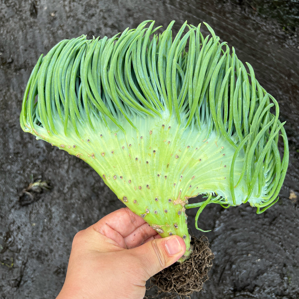 Crested Senecio Vitalis - 'Mermaid's Tail'