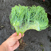 Crested Senecio Vitalis - 'Mermaid's Tail'