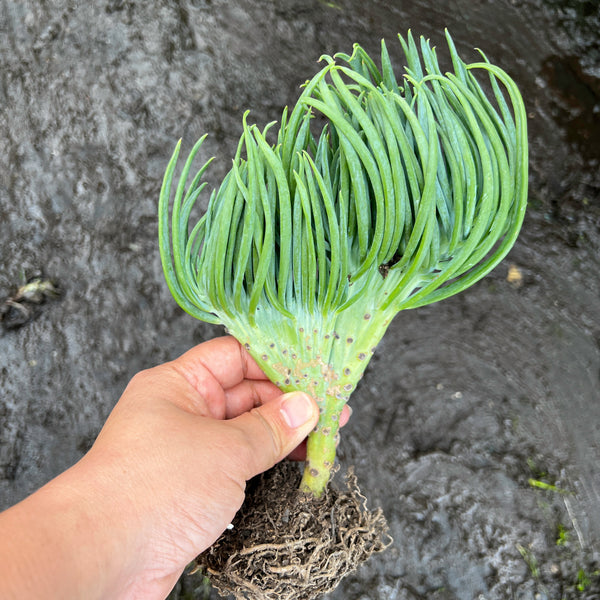 senecio vitalis mermaid tail succulent Crested Senecio Vitalis