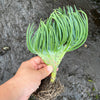 Crested Senecio Vitalis - 'Mermaid's Tail'