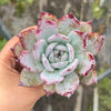 Echeveria Black Barbara