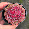 Echeveria Hyalina x Echeveria Romeo Ebony