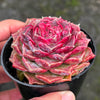 Echeveria Hyalina x Echeveria Romeo Ebony