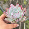Echeveria Black Barbara