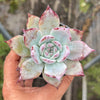 Echeveria Black Barbara