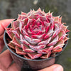 Echeveria Hyalina x Echeveria Romeo Ebony