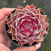 Echeveria Hyalina x Echeveria Romeo Ebony