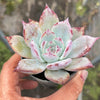 Echeveria Black Barbara