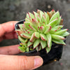 Echeveria agavoides 'Ike Soul' Crest