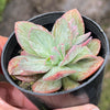 Echeveria Hanaikada Mosaic Silk Variegated