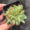 Echeveria agavoides 'Ike Soul' Crest