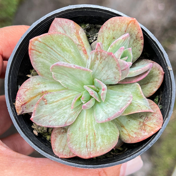 Echeveria Hanaikada Mosaic Silk Variegated