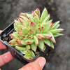 Echeveria agavoides 'Ike Soul' Crest