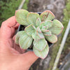 Echeveria Hanaikada Mosaic Silk Variegated