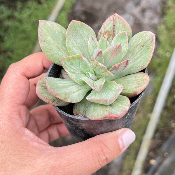 hanaikada succulent Echeveria Hanaikada Mosaic Silk Variegated – LET LOVE GROW (Succulent &  Cactus)
