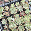 Echeveria Hanaikada Mosaic Silk Variegated