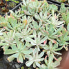 Echeveria zahnii var. 'Hoveyi'