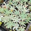 Echeveria zahnii var. 'Hoveyi'