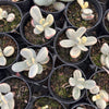 Cotyledon Orbiculata cv. Short Round Leaf variegated