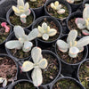 Cotyledon Orbiculata cv. Short Round Leaf variegated