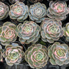 Echeveria Blue Surprise Variegated
