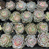 Echeveria Blue Surprise Variegated