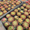 Echeveria 'Sara-Bonnie' | Korea Form