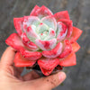 Echeveria 'Matilda'