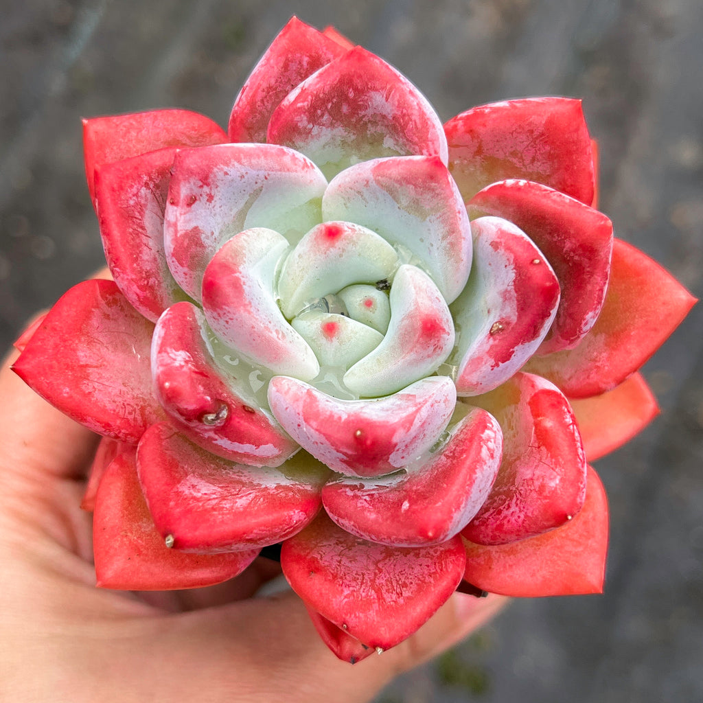 Echeveria 'Matilda'
