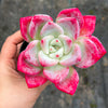 Echeveria 'Matilda'