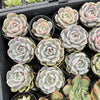 Echeveria Blue Surprise Variegated