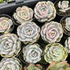 Echeveria Blue Surprise Variegated
