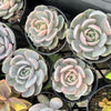 Echeveria Blue Surprise Variegated