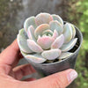 Echeveria Blue Surprise Variegated