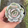 Echeveria Blue Surprise Variegated