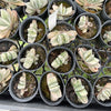 Gasteria 'Fuji Yuki'