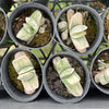 Gasteria 'Fuji Yuki'