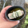 Gasteria 'Fuji Yuki'