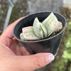Gasteria 'Fuji Yuki'