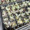 Echeveria 'Jocelyn's Joy'