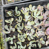 Echeveria 'Jocelyn's Joy'