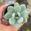 Pachyphytum garciae 'Green Apple'
