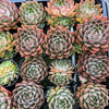 Echeveria ‘White Neptune'