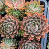 Echeveria ‘White Neptune'